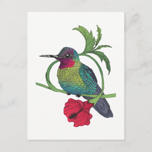 Colibri Bird Illustration Briefkaart (Voorkant)