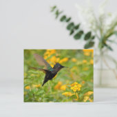 Colibri Briefkaart (Staand voorkant)