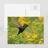 Colibri Briefkaart (Voorkant / Achterkant)