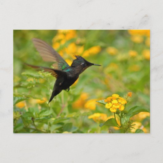 Colibri Briefkaart (Voorkant)