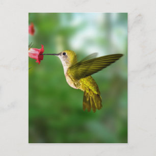 Colibri De Oro República Dominicana Briefkaart