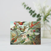 Colibri - Ernst Haeckel Briefkaart (Staand voorkant)