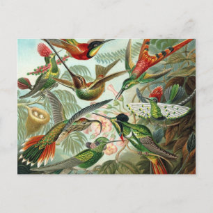Colibri - Ernst Haeckel Briefkaart