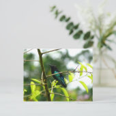 Colibri (Hummingbird) - Martinique, FWI Briefkaart (Staand voorkant)