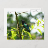 Colibri (Hummingbird) - Martinique, FWI Briefkaart (Voorkant / Achterkant)