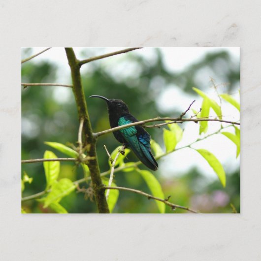 Colibri (Hummingbird) - Martinique, FWI Briefkaart (Voorkant)