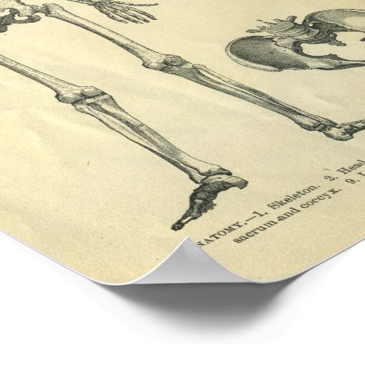 Collage van anatomische illustraties van het licha poster (Hoek)