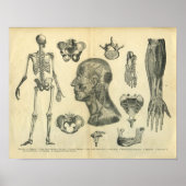 Collage van anatomische illustraties van het licha poster (Voorkant)