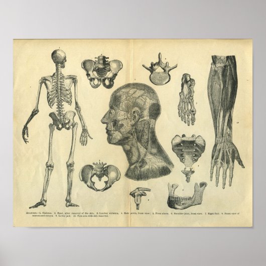 Collage van anatomische illustraties van het licha poster (Voorkant)