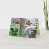 Collage van vogelparen Gelukkig jubileum Kaart (Achterkant)