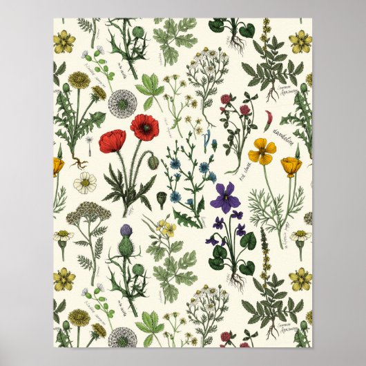 Collage van wilde bloemen poster (Voorkant)
