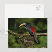 Collard araceri, tropische vogel briefkaart (Voorkant / Achterkant)