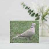 Collared Dove Briefkaart (Staand voorkant)
