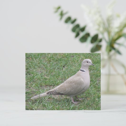 Collared Dove Briefkaart (Staand voorkant)