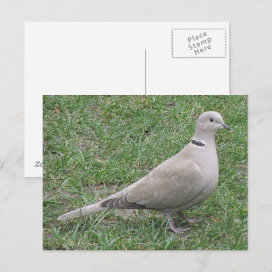 Collared Dove Briefkaart (Voorkant / Achterkant)
