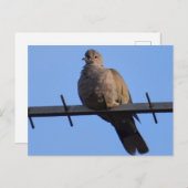 Collared Dove Briefkaart (Voorkant / Achterkant)