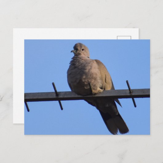 Collared Dove Briefkaart (Voorkant / Achterkant)
