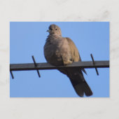 Collared Dove Briefkaart (Voorkant)
