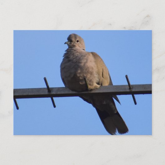 Collared Dove Briefkaart (Voorkant)