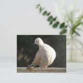 Collared Dove Briefkaart (Staand voorkant)
