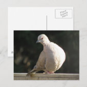 Collared Dove Briefkaart (Voorkant / Achterkant)