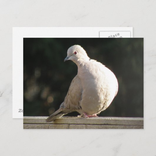 Collared Dove Briefkaart (Voorkant / Achterkant)
