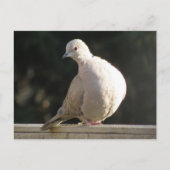 Collared Dove Briefkaart (Voorkant)
