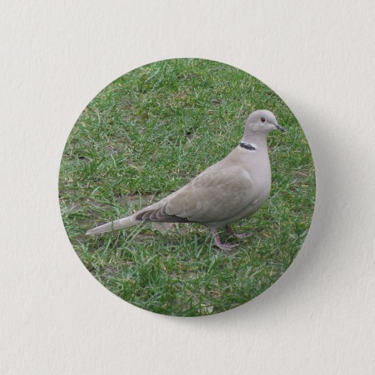 Collared Dove Button (Voorkant)
