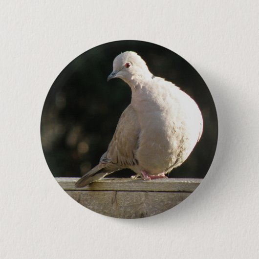 Collared Dove Button (Voorkant)