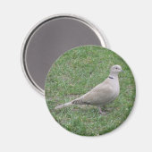 Collared Dove Magnet (Voorkant / Achterkant)