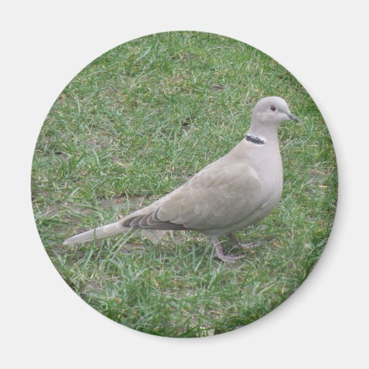 Collared Dove Magnet (Voorkant)