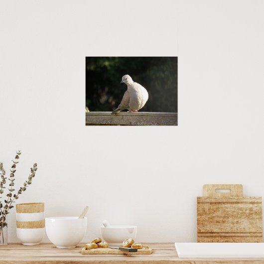 Collared Dove Poster (Keuken)