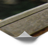 Collared Dove Poster (Hoek)