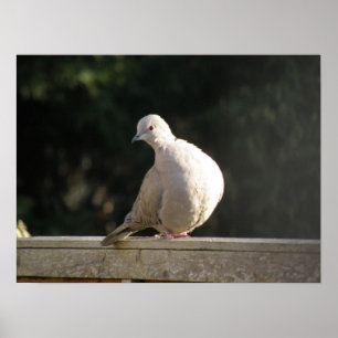 Collared Dove Poster
