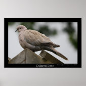Collared Dove Poster (Voorkant)