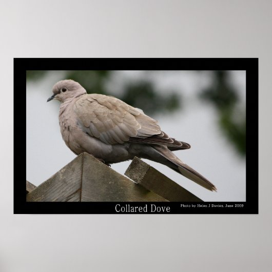 Collared Dove Poster (Voorkant)