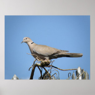 Collared Dove Print