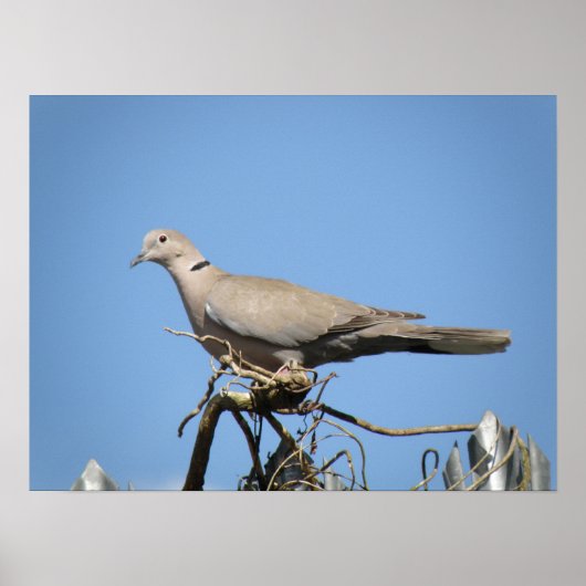 Collared Dove Print (Voorkant)