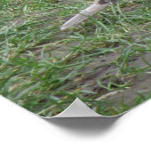 Collared Dove Print (Hoek)