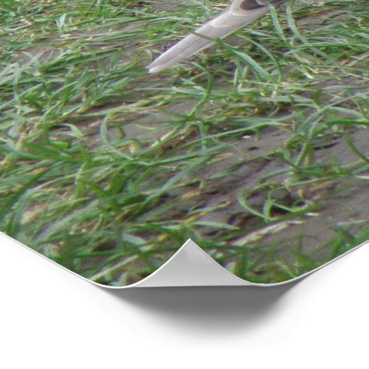 Collared Dove Print (Hoek)