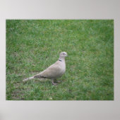 Collared Dove Print (Voorkant)