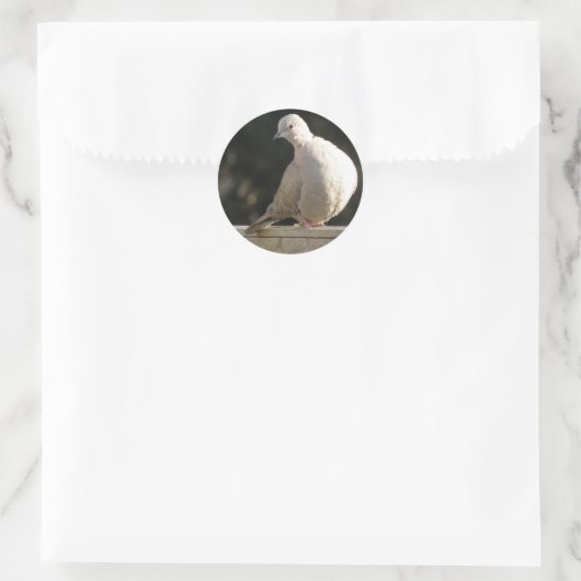 Collared Dove Sticker (Tas)