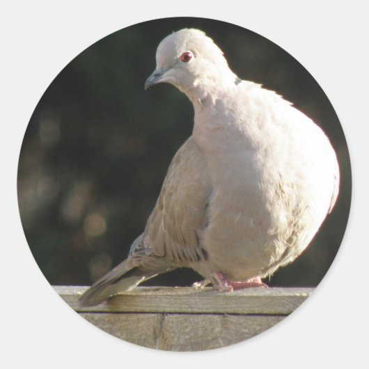 Collared Dove Sticker (Voorkant)