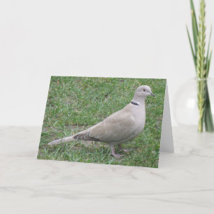 Collared Dove Wenskaart Kaart
