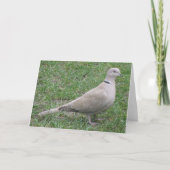 Collared Dove Wenskaart Kaart (Voorkant)
