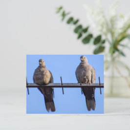 Collared Doves Briefkaart