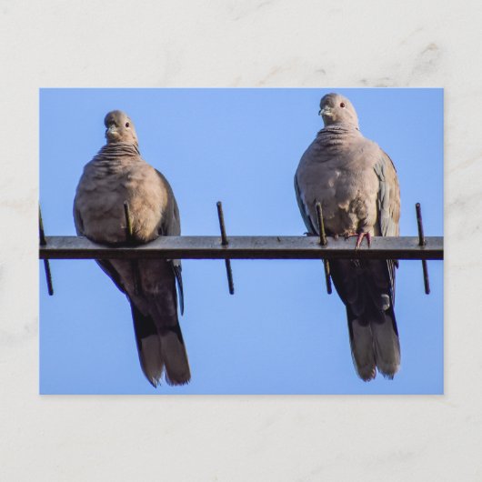 Collared Doves Briefkaart (Voorkant)