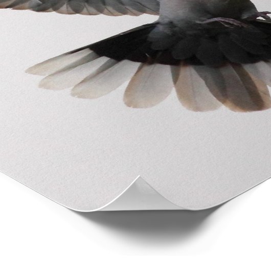 Collared Doves Poster (Hoek)