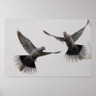 Collared Doves Poster