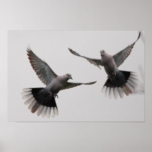 Collared Doves Poster (Voorkant)